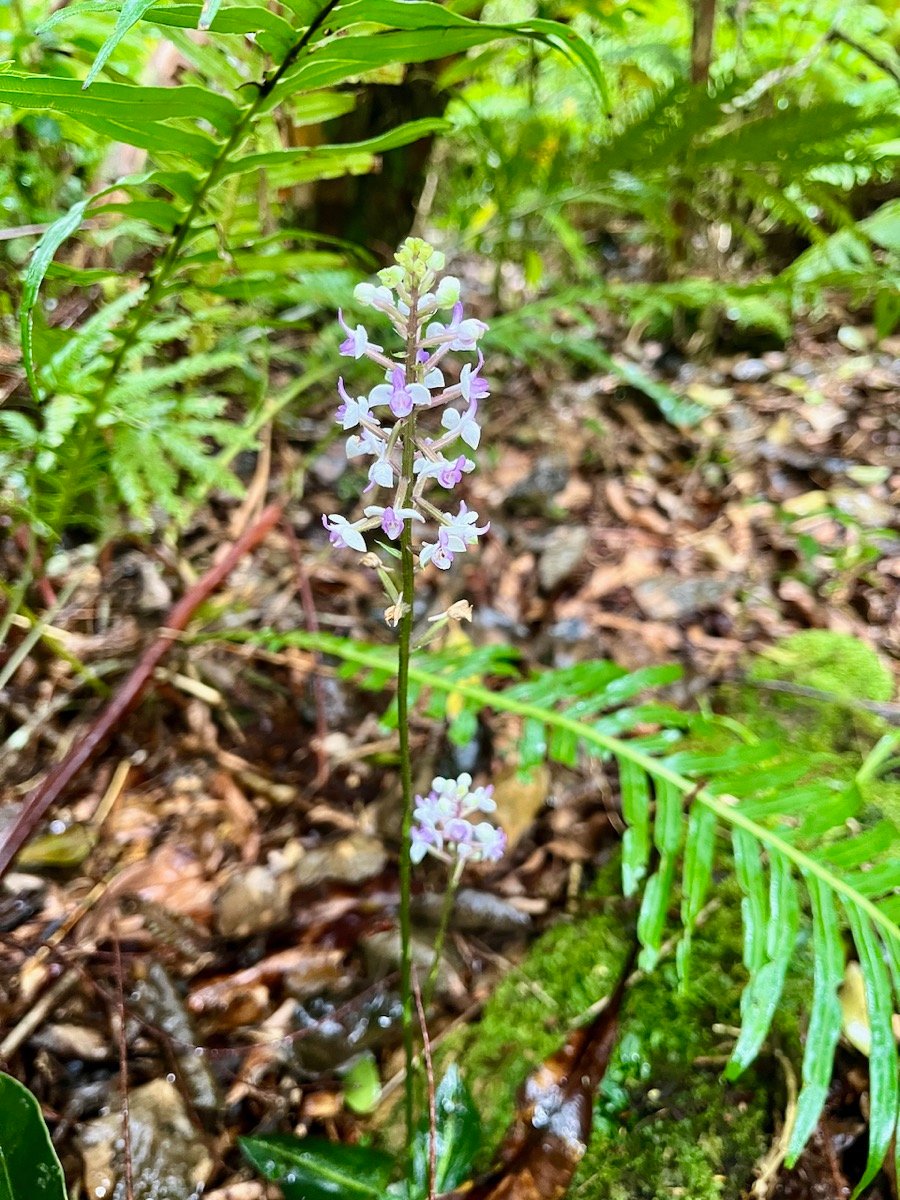 11. Cynorkis ridleyi - &Oslash; - Orchidaceae - indigène Réunion.jpeg