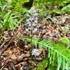 11. Cynorkis ridleyi - &Oslash; - Orchidaceae - indigène Réunion.jpeg