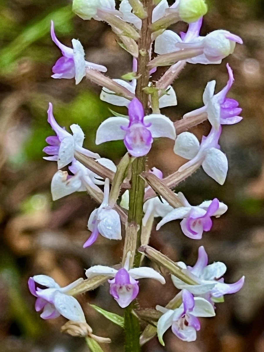 12. Cynorkis ridleyi - &Oslash; - Orchidaceae - indigène Réunion.jpeg