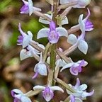 12. Cynorkis ridleyi - &Oslash; - Orchidaceae - indigène Réunion.jpeg