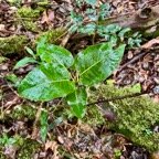 21.Ficus densifolia (juvénile).jpeg