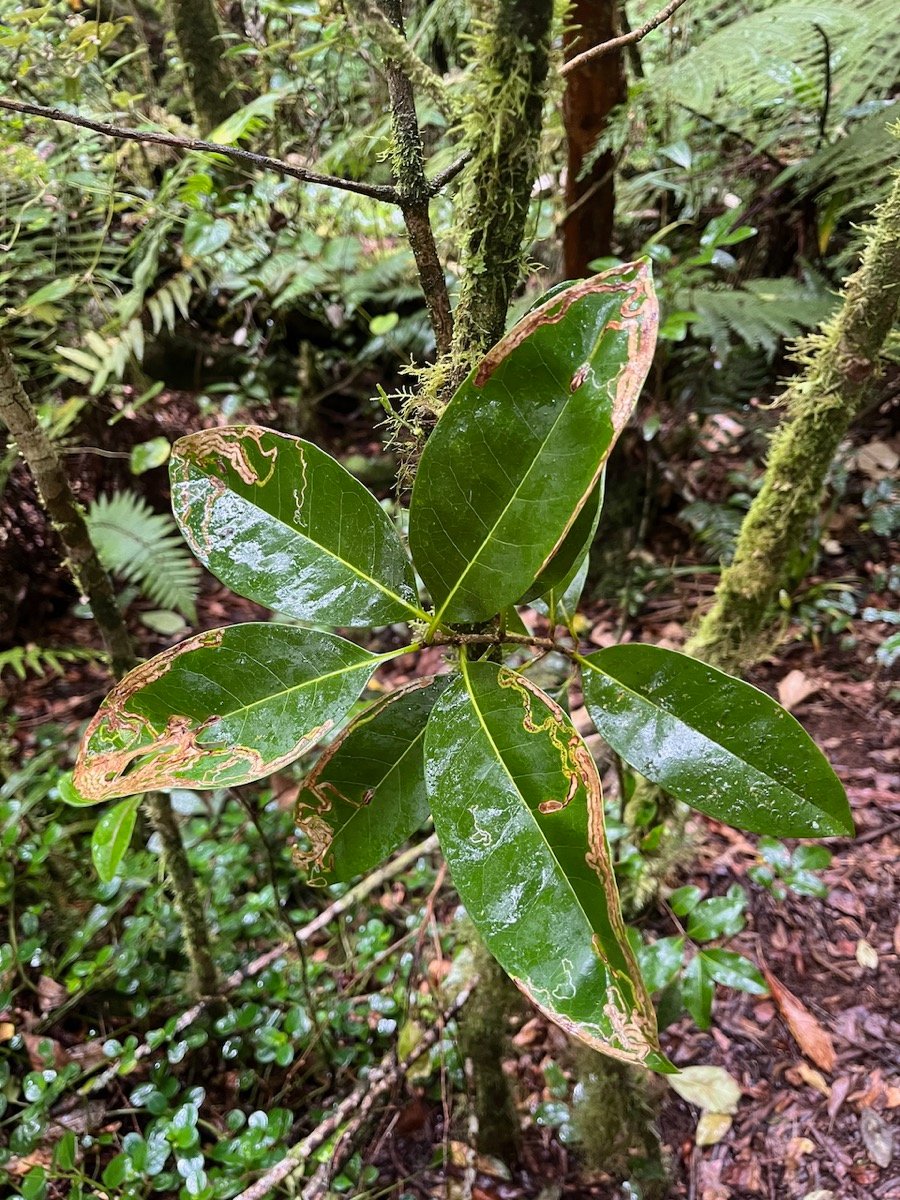 22. Noronhia broomeana <= Chionanthus&nbsp;broomeana - Bois de c&oelig;ur bleu ; C&oelig;ur bleu ; Bois bleu - Oleaceae.jpeg