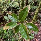 22. Noronhia broomeana <= Chionanthus&nbsp;broomeana - Bois de c&oelig;ur bleu ; C&oelig;ur bleu ; Bois bleu - Oleaceae.jpeg