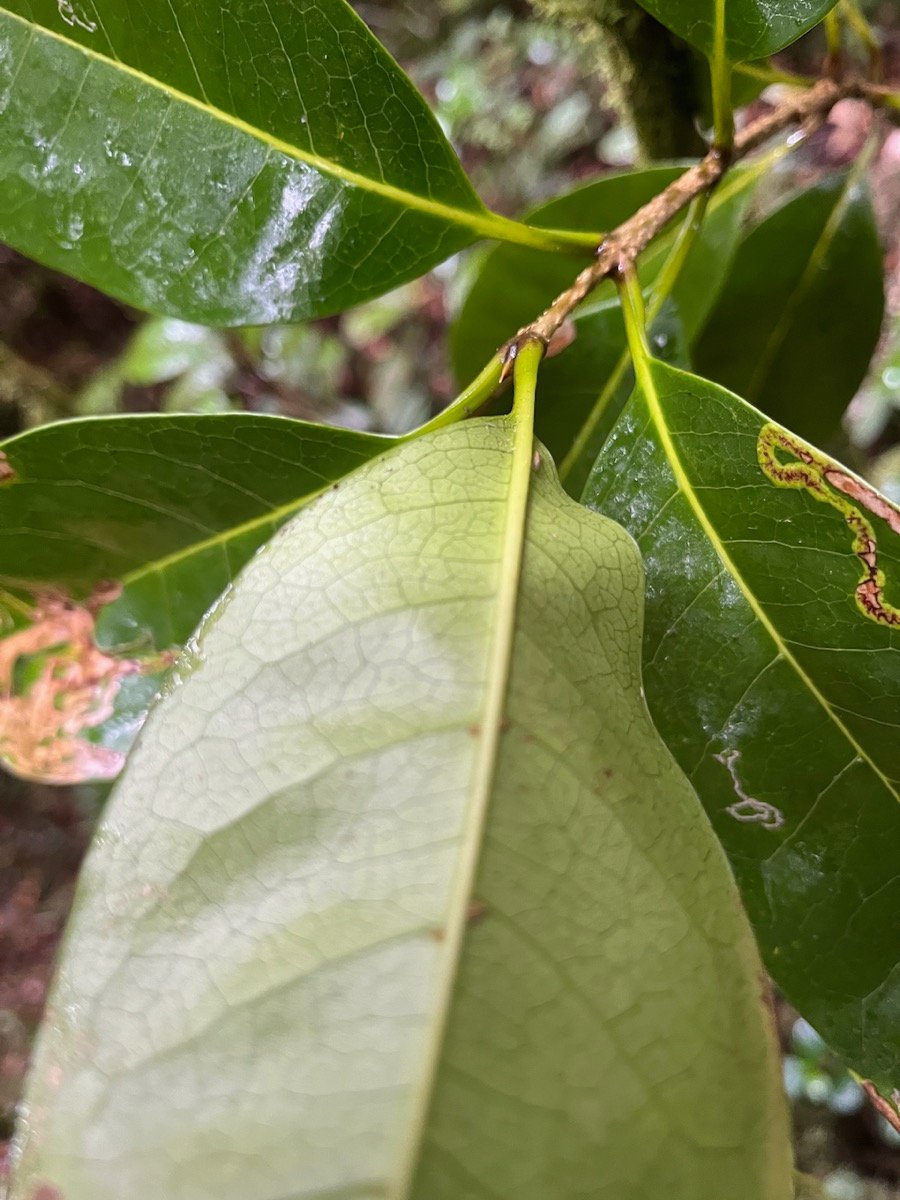 23. Domaties de Noronhia broomeana <= Chionanthus&nbsp;broomeana - Bois de c&oelig;ur bleu ; C&oelig;ur bleu ; Bois bleu - Oleaceae.jpeg