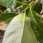 23. Domaties de Noronhia broomeana <= Chionanthus&nbsp;broomeana - Bois de c&oelig;ur bleu ; C&oelig;ur bleu ; Bois bleu - Oleaceae.jpeg