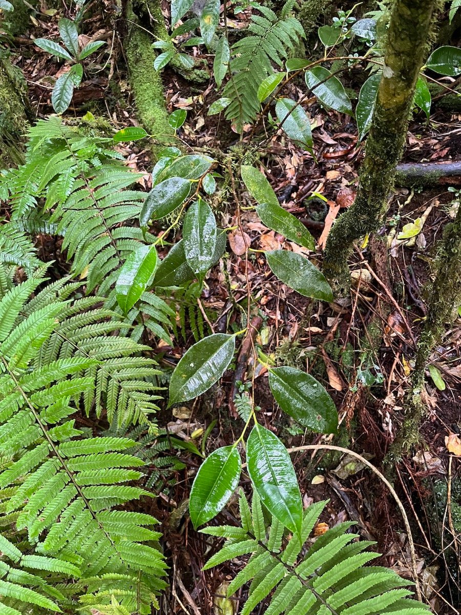 24. Maillardia borbonica - Bois de sagaie ou  Bois de maman - MORAC.&nbsp; endémique.jpeg