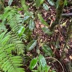 24. Maillardia borbonica - Bois de sagaie ou  Bois de maman - MORAC.&nbsp; endémique.jpeg