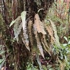 27. Elaphoglossum splendens (Bory ex Willd.) Brack. - - Dryopteridaceae - Endémique La Réunion et Maurice.jpeg