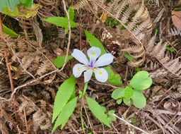 1 Dietes iridioides - Iris sauvage - IRIDACEAE - Exotique