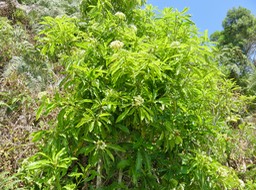 3 Joli cœur en fleur