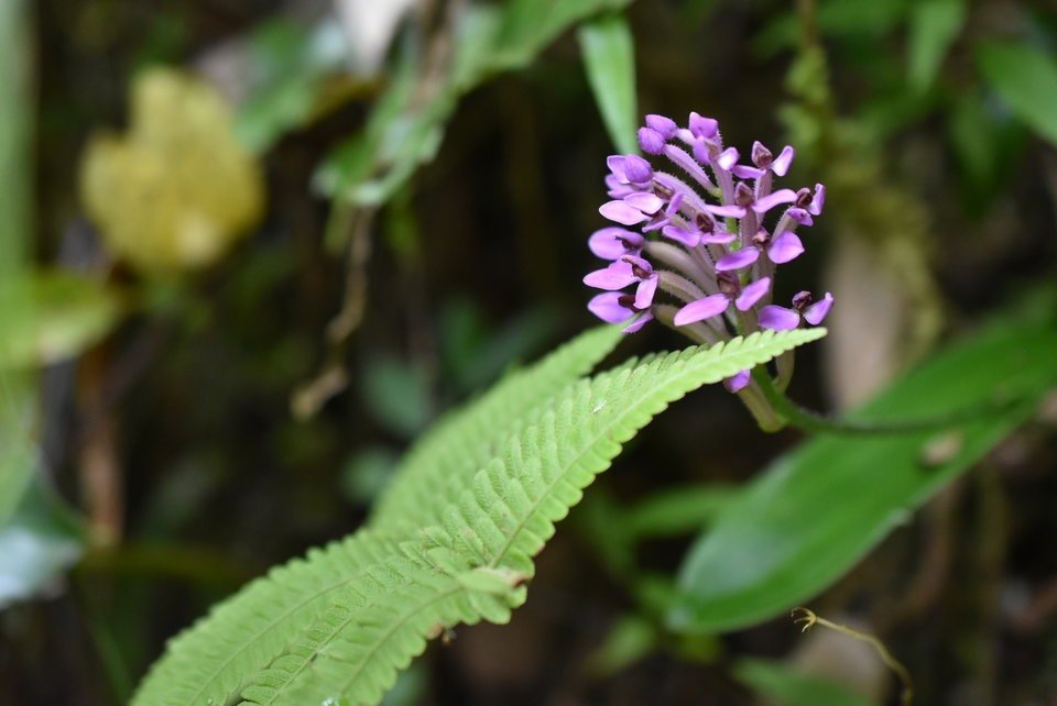 Arnottia inermis - ORCHIDOIDEAE - Endémique Réunion, Maurice - MB2_4098