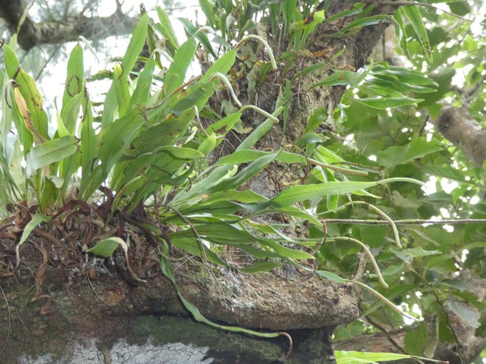 Belvisia spicata - POLYPODIACEAE - Indigène Réunion