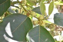 Bridelia micrantha - PHYLLANTHACEAE- Exotique ENVAHISSANT