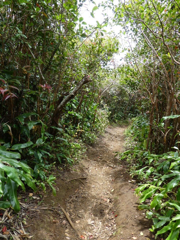 Chemin au milieu des pestes végétales