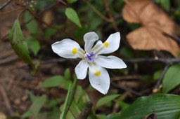 Dietes iridioides - Iris sauvage - IRIDACEAE - Exotique potentiellment envahissant