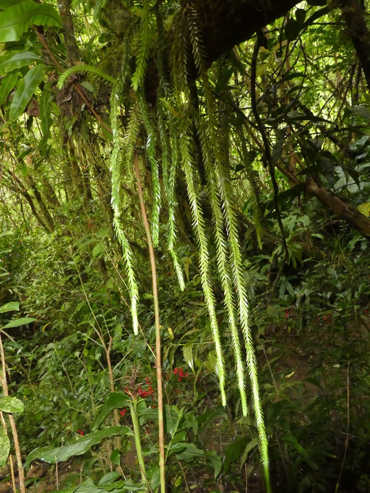 Huperzia sp - Fougère épaulette - LYCOPODIACEAE