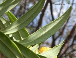Hypericum lanceolatum subsp lanceolatum.fleur jaune des bas.( présence de nervures transversales ) hypericaceae.indigène Mascareignes.P1020606