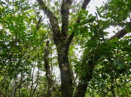 15 IMG_2189.JPGù sont accrochées les disticha