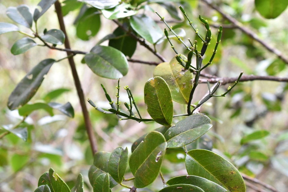Korthalsella opuntia - SANTALACEAE - Indigène Réunion