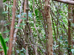 21 Noter les nœuds de cette liane