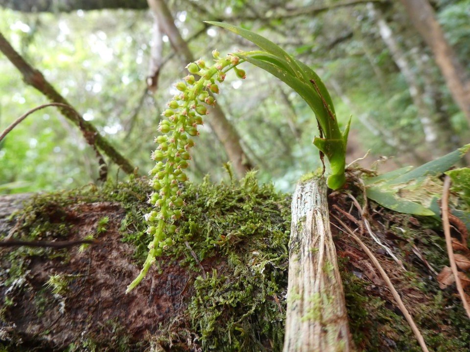 Oberonia disticha - EPIDENDROIDEAE - Indigène Réunion