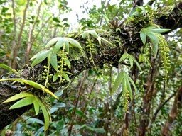 Oberonia disticha. orchidaceae.indigène Réunion. P1020741