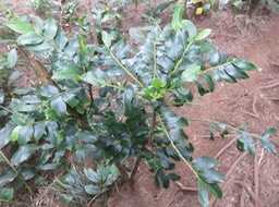 9 Phyllanthus phillyreifolius Poir. - Bois de négresse - Phyllanthaceae - Endémique Réunion et Maurice   IMG_2183.JPG