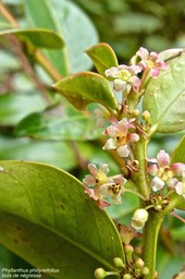 Phyllanthus phillyreifolius.bois de négresse .phyllanthaceae.endémique Réunion Maurice.P1020662
