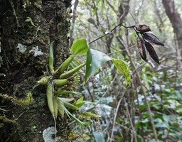 Polystachia cultiformis . orchidaceae; P1020742