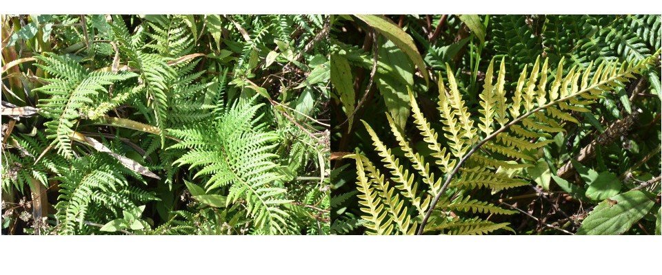 Pytirogramma calomelanos var. aureoflava - Fougère d'or - ADIANTACEAE - Exotique