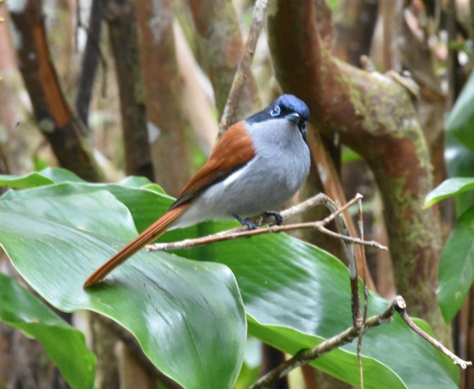 Terpsiphone borbonensis - Zoizo la Vierge - MONARCHIDAE - Endémique Réunion