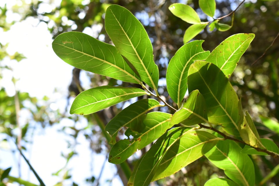 Xylopia richardii - Bois de banane - ANNONACEAE - Endémique Réunion