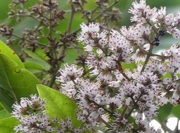 Bois maigre (Nuxia verticillata)