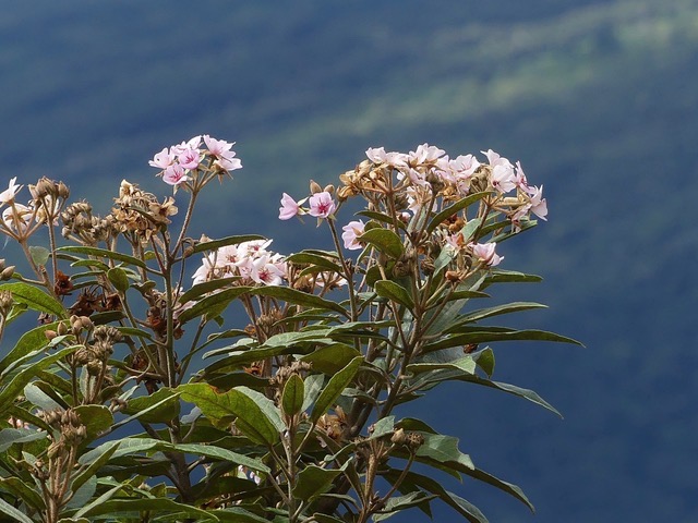 Dombeya punctata