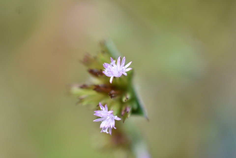 Elephantopus mollis - ASRERACEAE - EE
