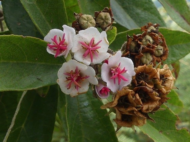 Dombeya punctata