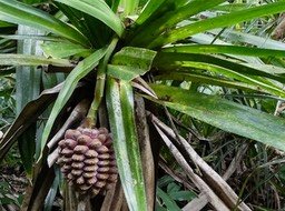 Pandanus purpurascens