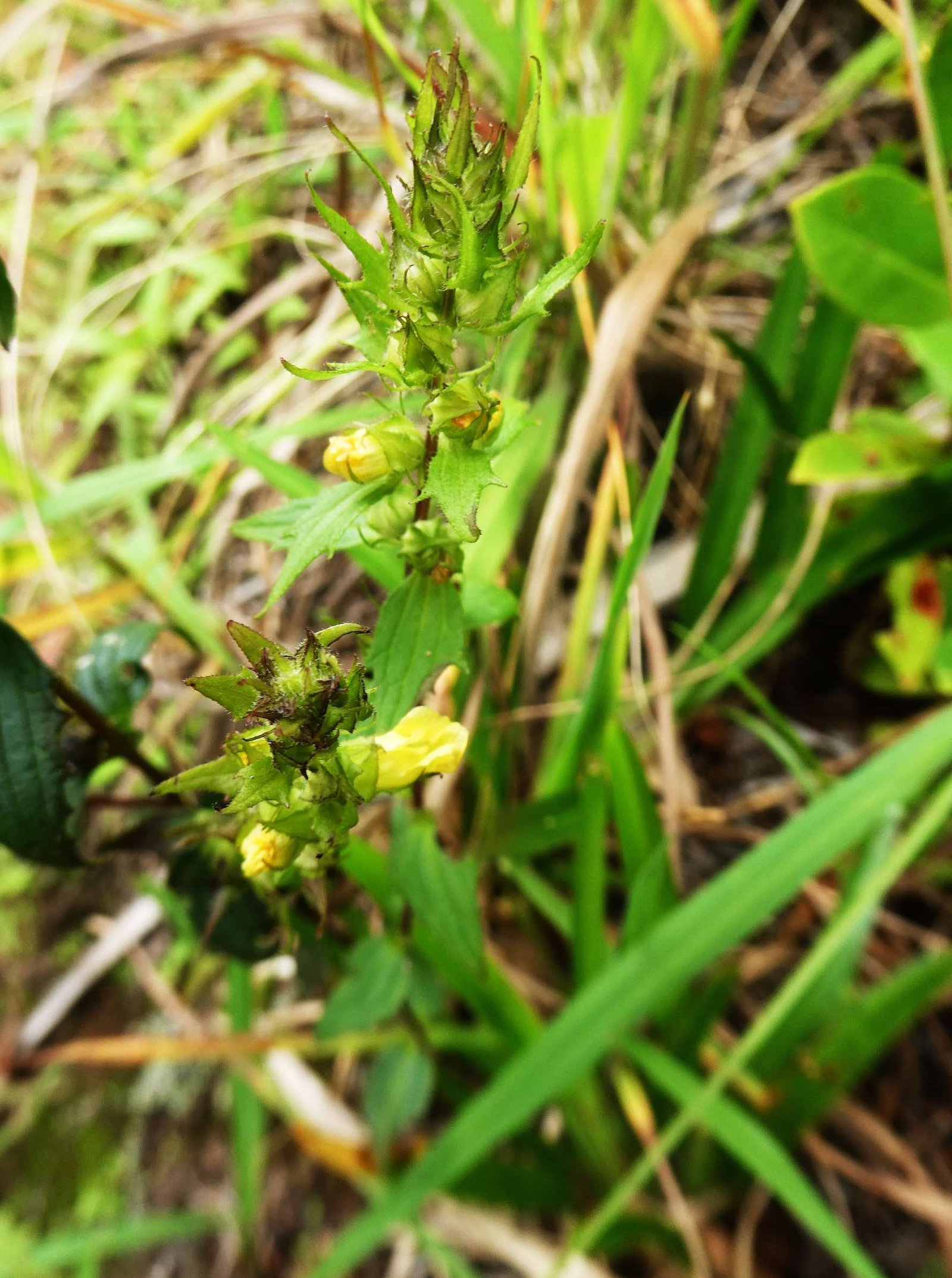Alectra sessiliflora