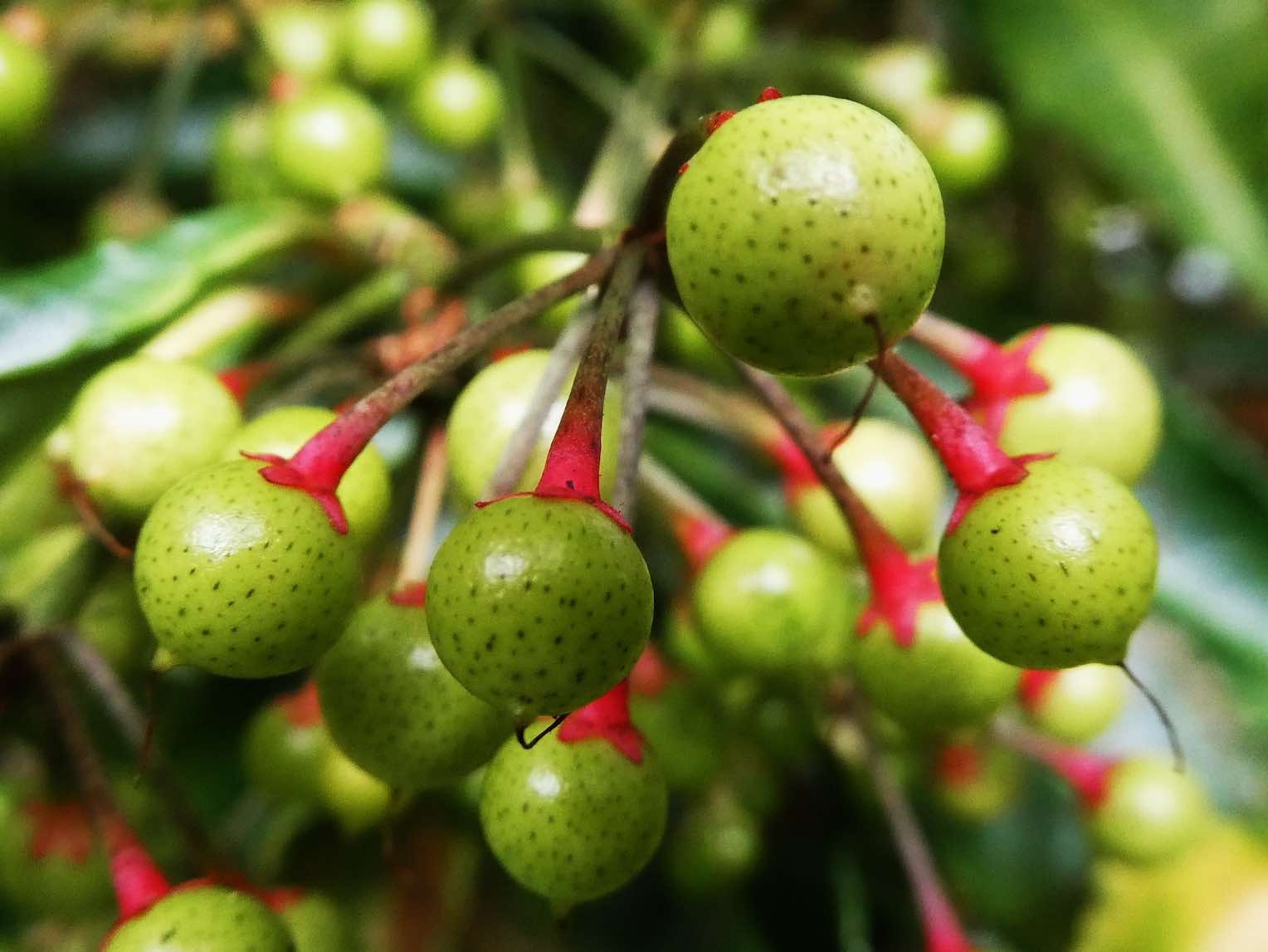 Ardisia crenata