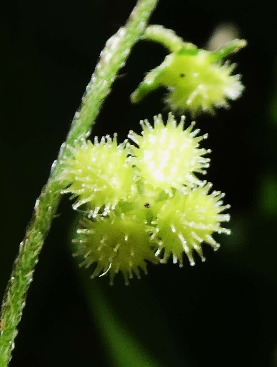 Cynoglossum sp. (2).