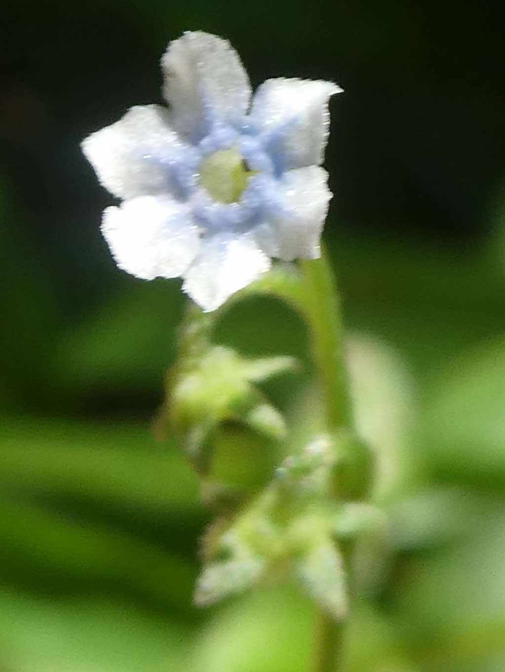 Cynoglossum sp.
