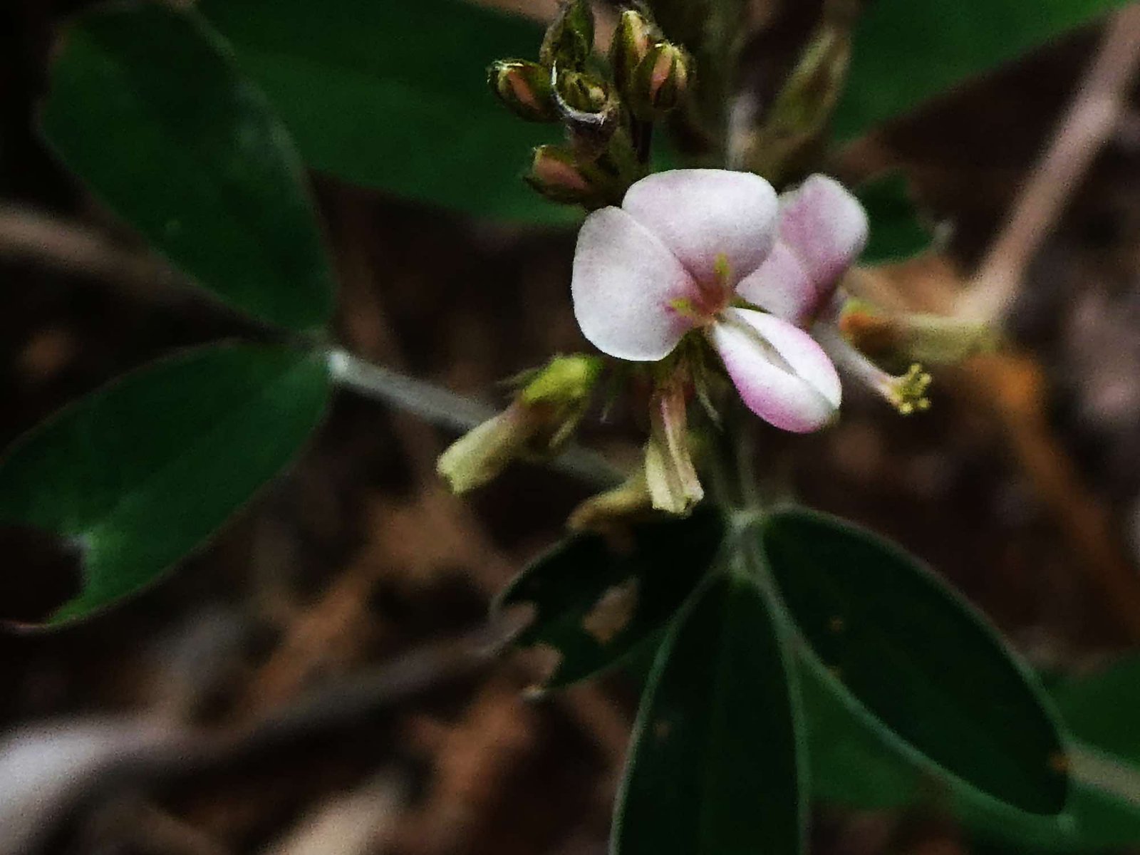 Grona ramosissima.