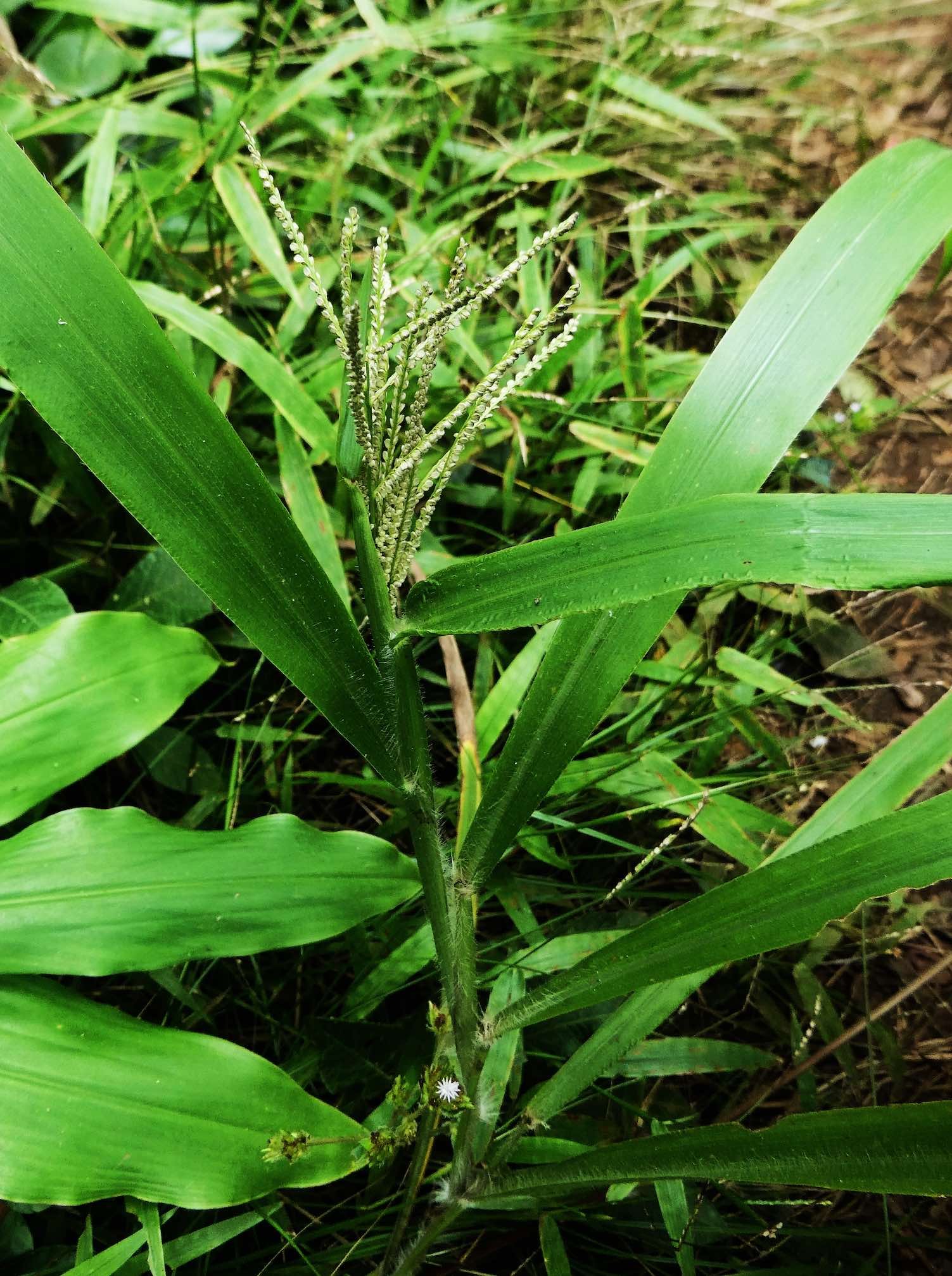 Paspalum paniculatum (2)