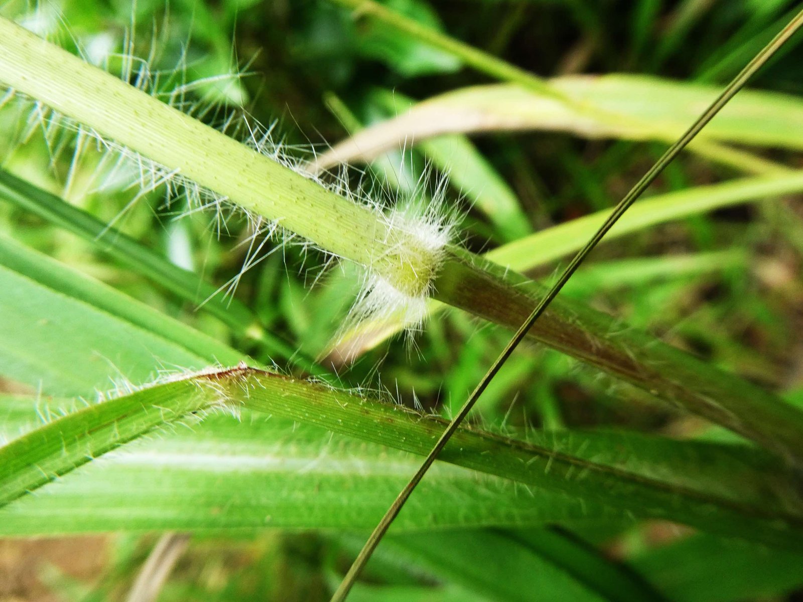 Paspalum paniculatum (4).