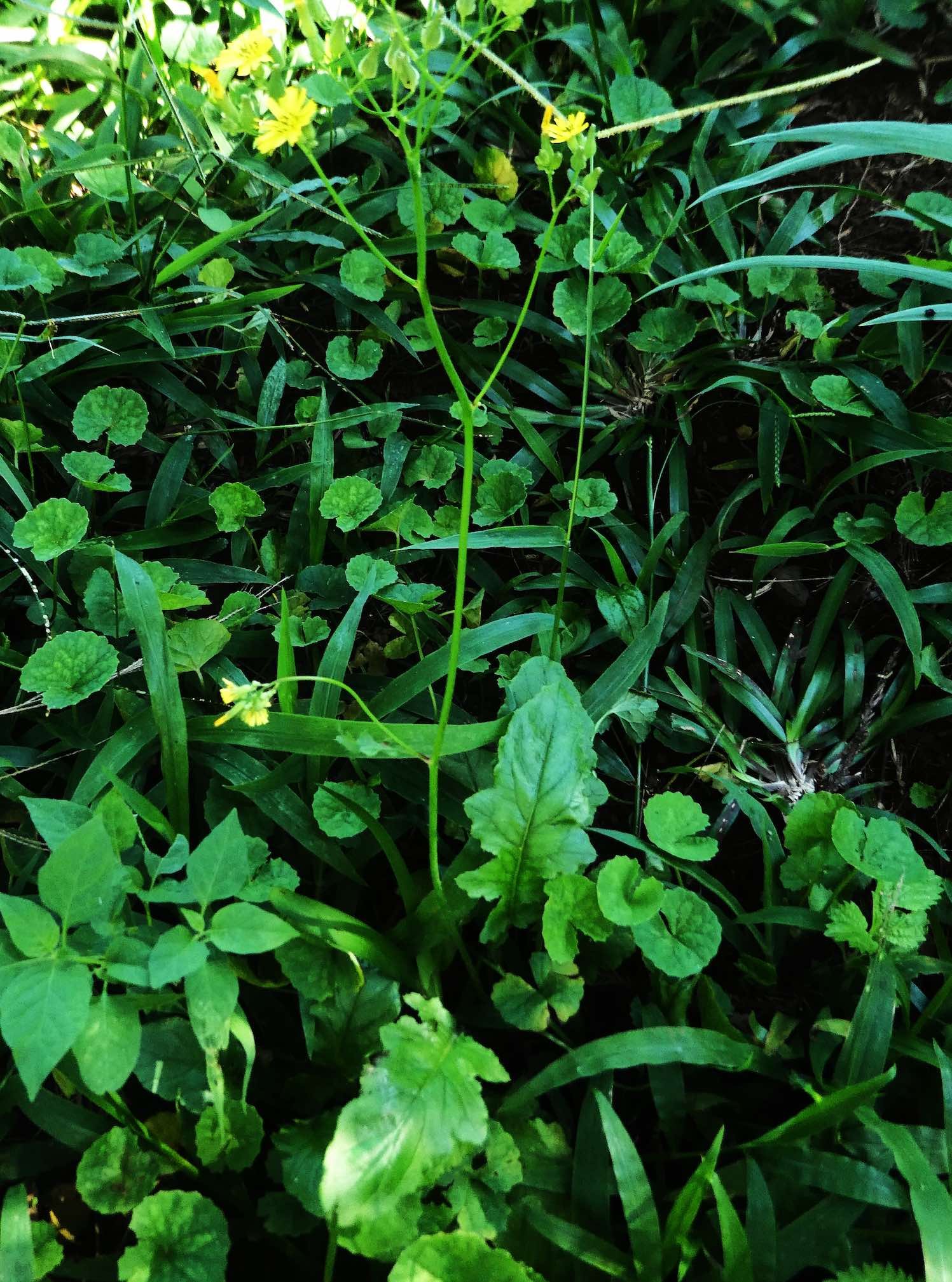 Youngia japonica