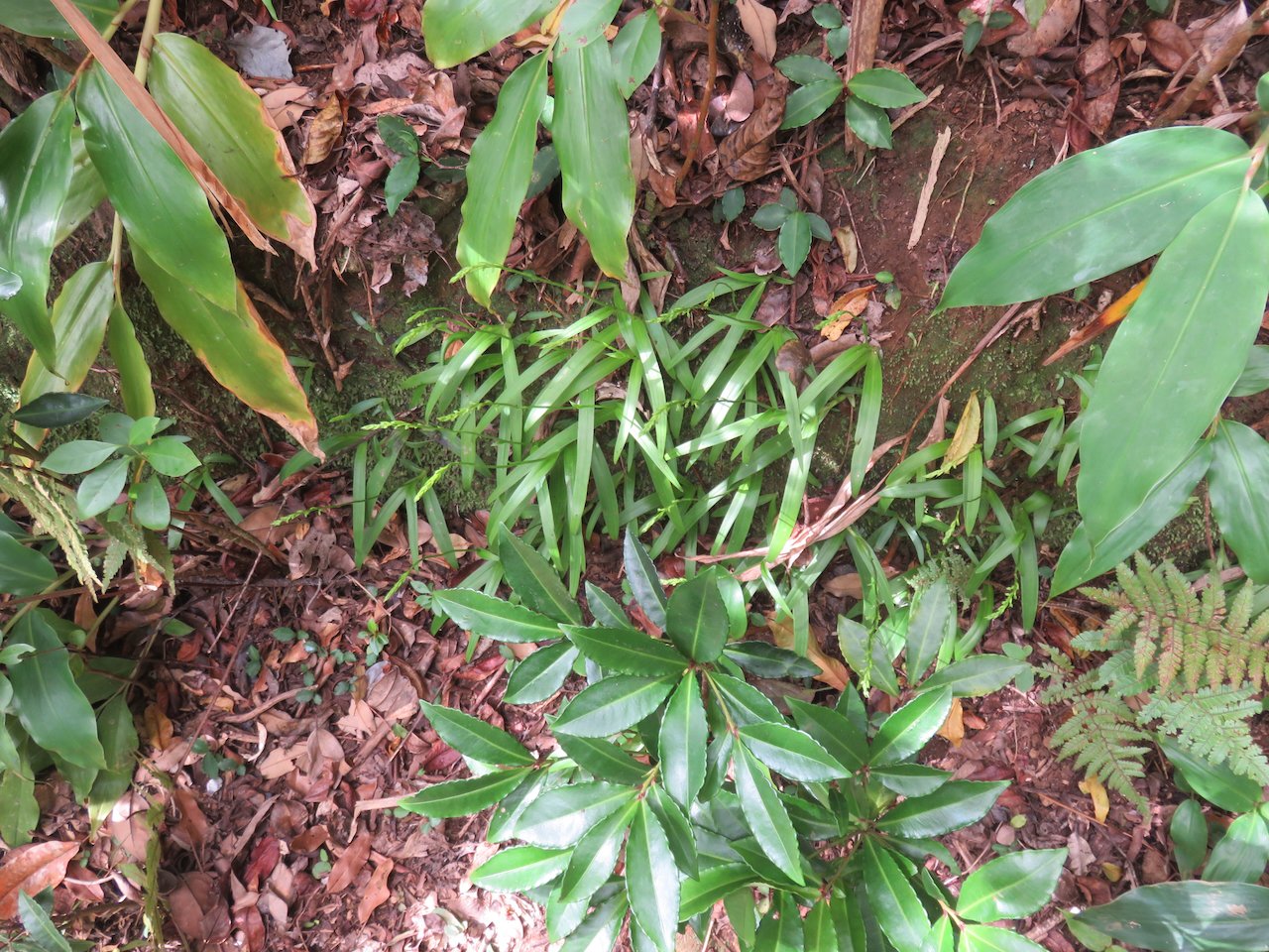             38. In situ - ??? Benthamia africana (ex-spiralis) (Thouars) - - ORHICACEA - A. Rich. Madagascar, La Réunion, Maurice                   