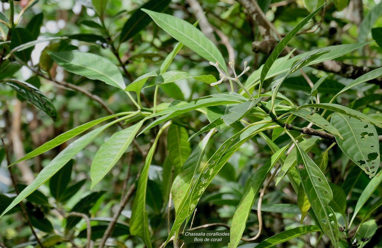 Chassalia corallioides Bois de corail  bois de lousteau rubiaceae.endémique Réunion
