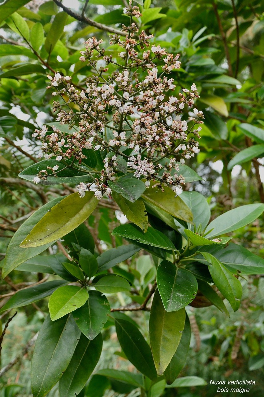 Nuxia verticillata.bois maigre.stilbaceae.endémique Réunion Maurice