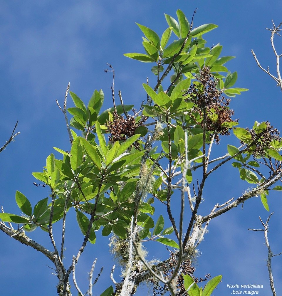 Nuxia verticillata.bois maigre.stilbaceae.endémique Réunion Maurice