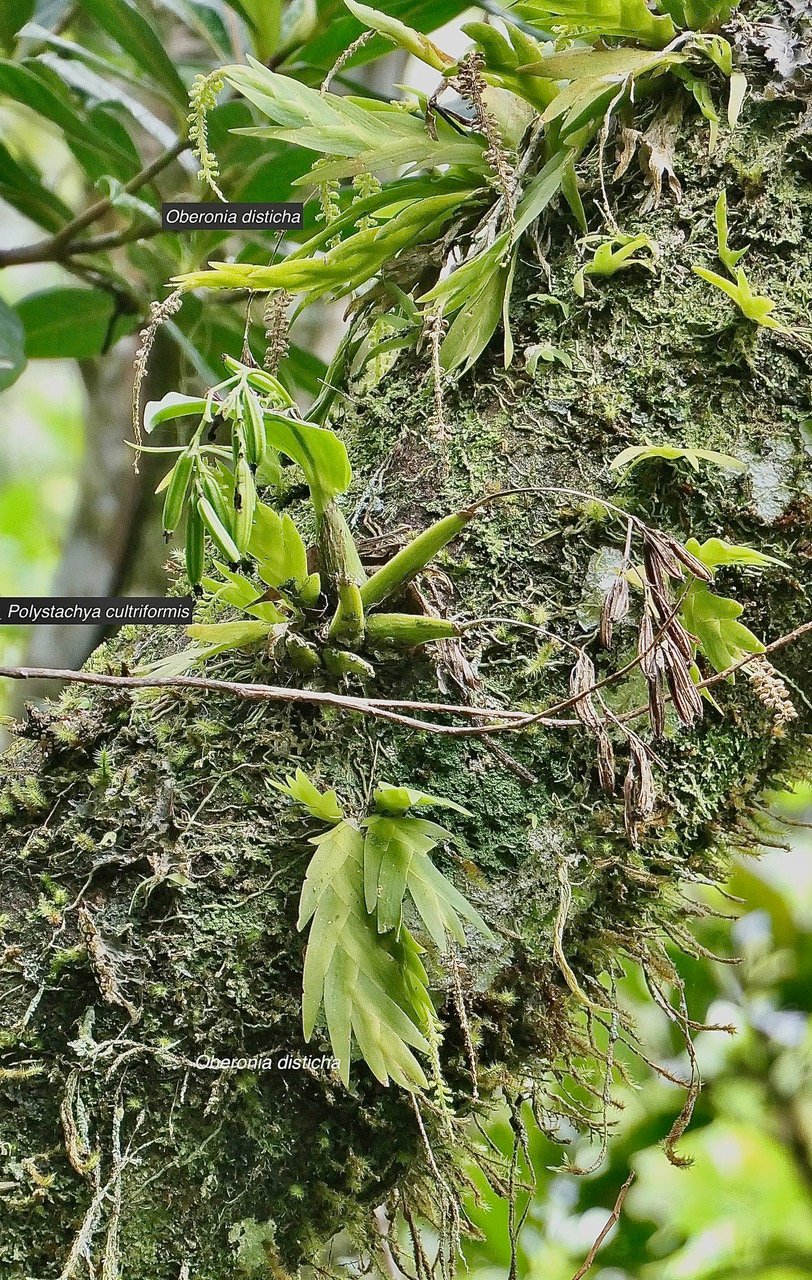 Oberonia disticha.orchidaceae. indigène Réunion et Polystachya cultriformis .orchidaceae. indigène Réunion.  ( avec fruits )